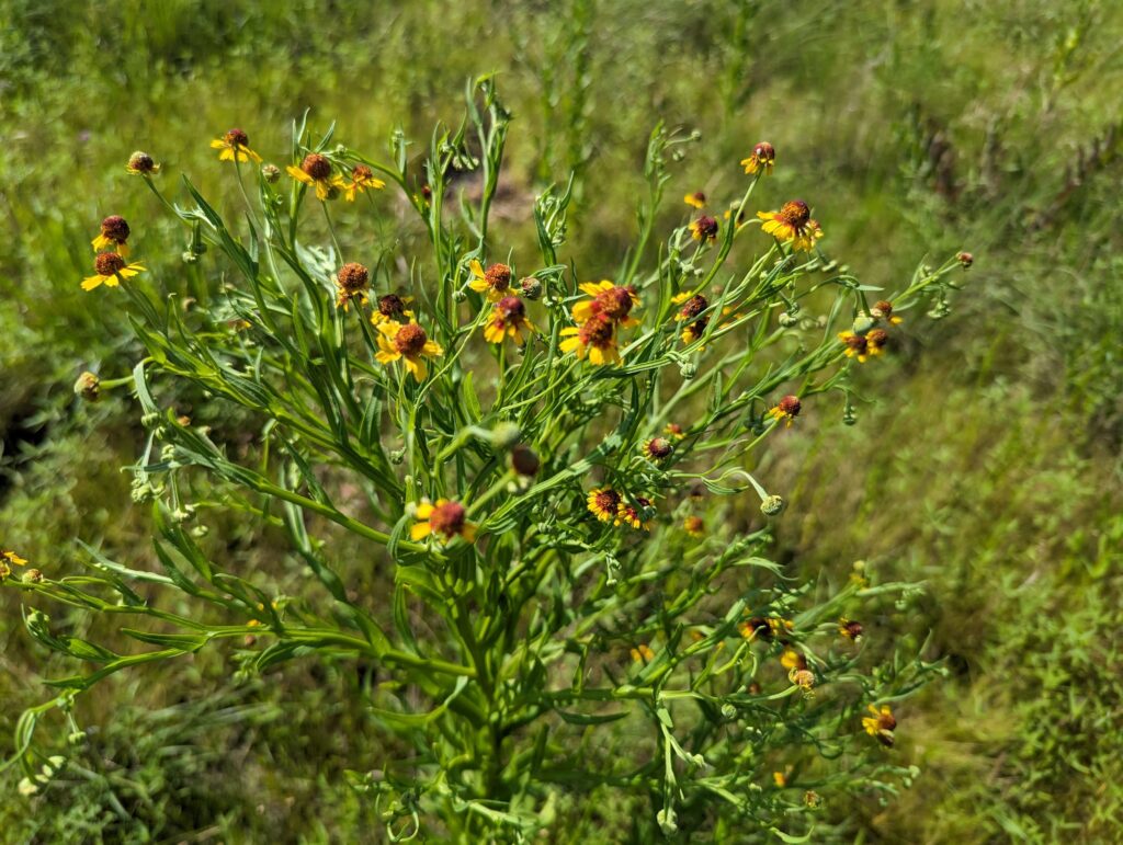 sneezeweed wildflowers for Texas honey bees