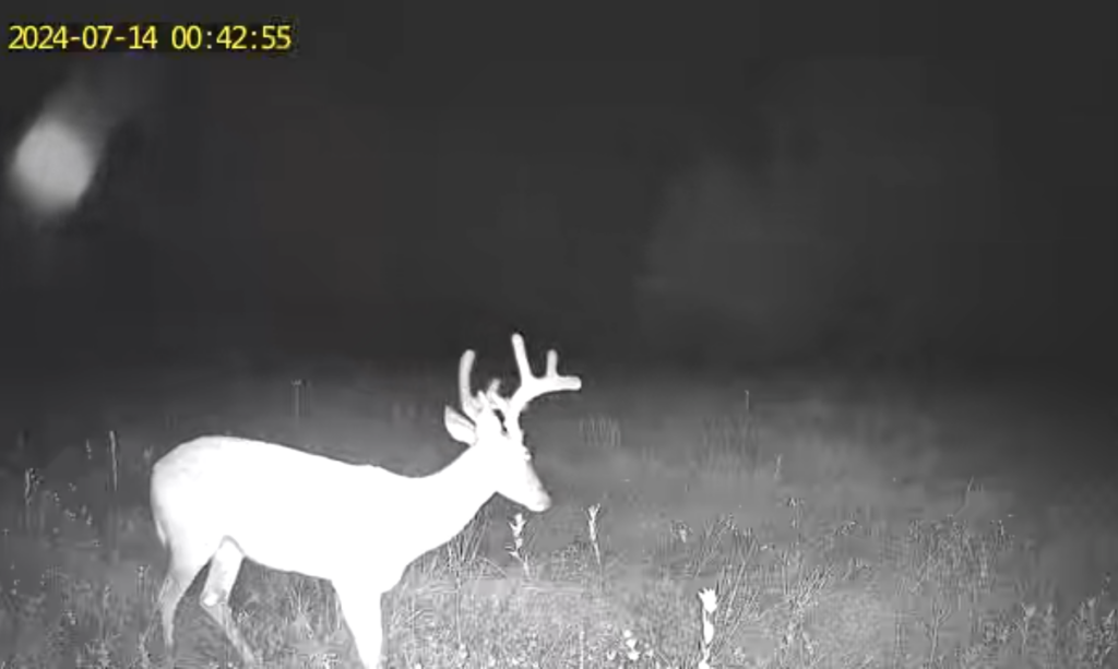 Deer grazing at Hokkaido ranch during the night near Forestburg, Texas