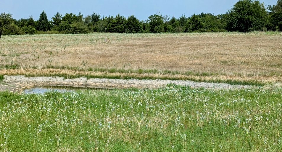 snow on the prairie plant