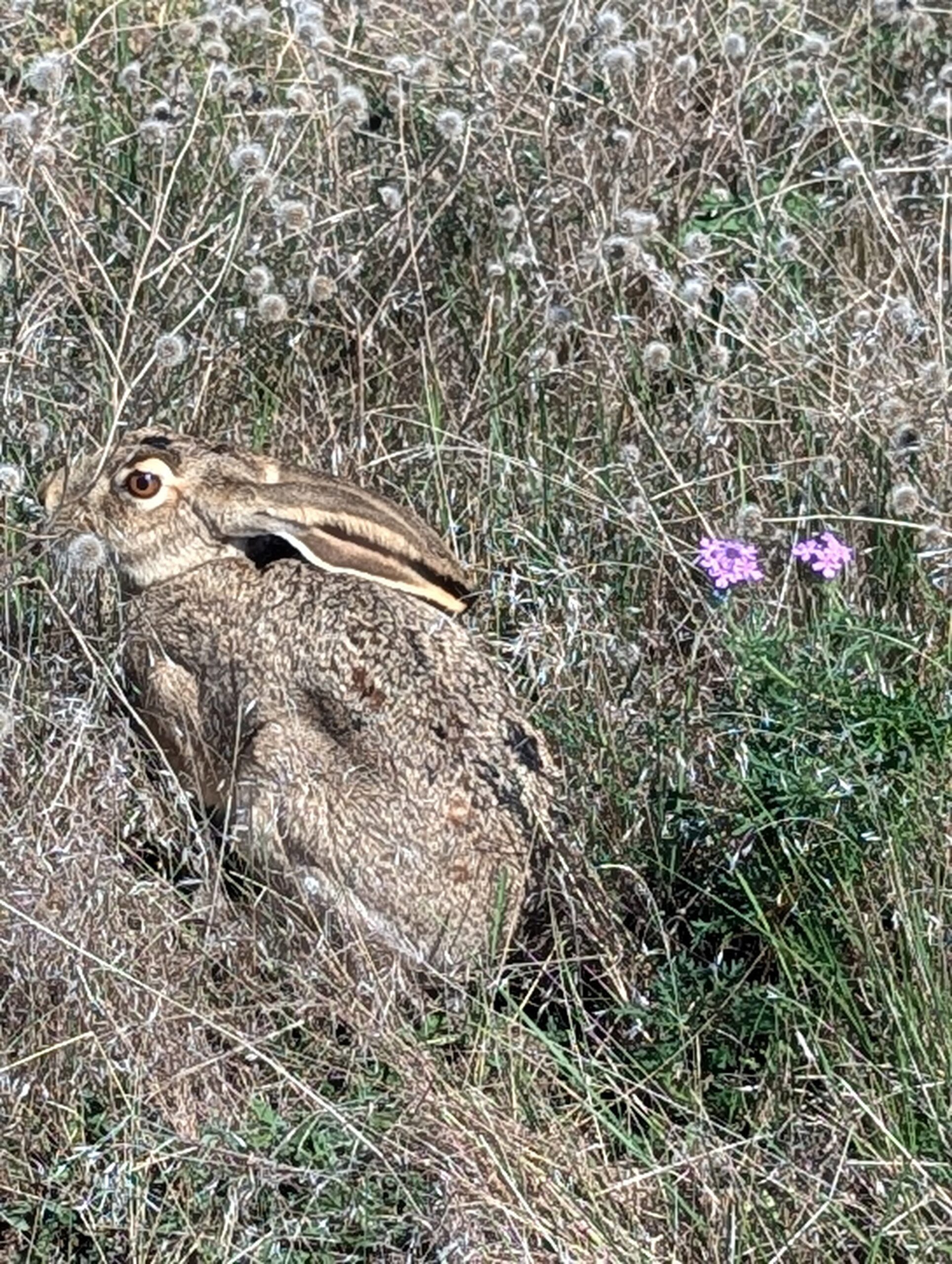 Jackrabbit - Hokkaido Ranch