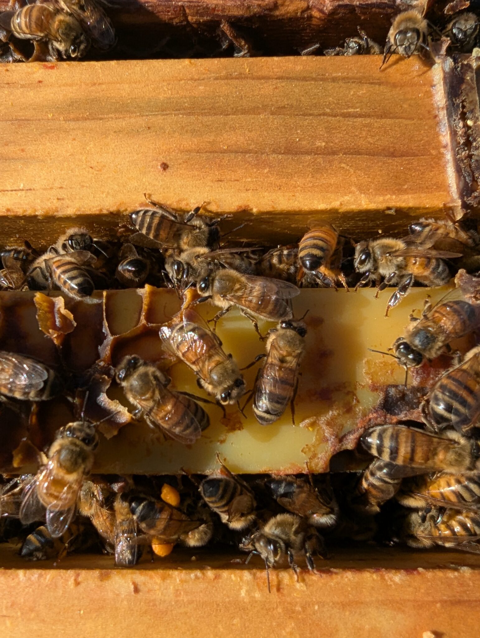 Bee Pollen Patties Hokkaido Ranch